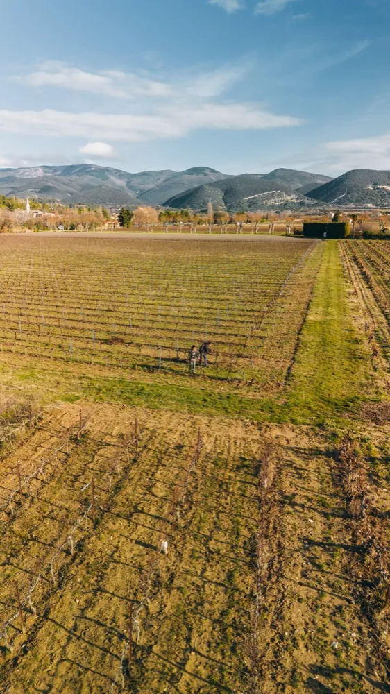 Vue aérienne des vignes, Cave Coopérative Valléon